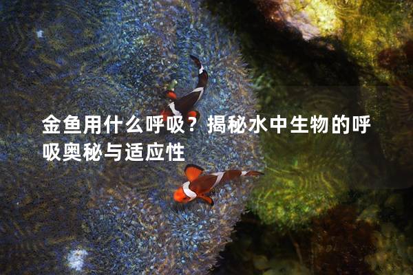 金鱼用什么呼吸？揭秘水中生物的呼吸奥秘与适应性