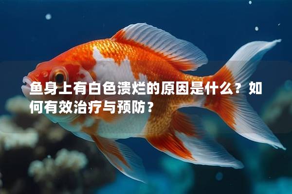 鱼身上有白色溃烂的原因是什么？如何有效治疗与预防？