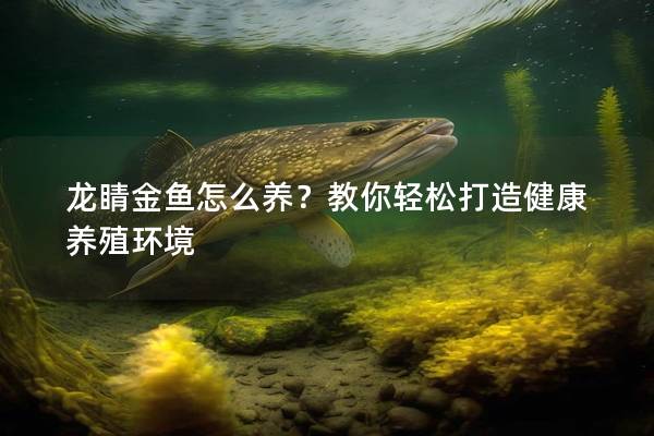 龙睛金鱼怎么养？教你轻松打造健康养殖环境