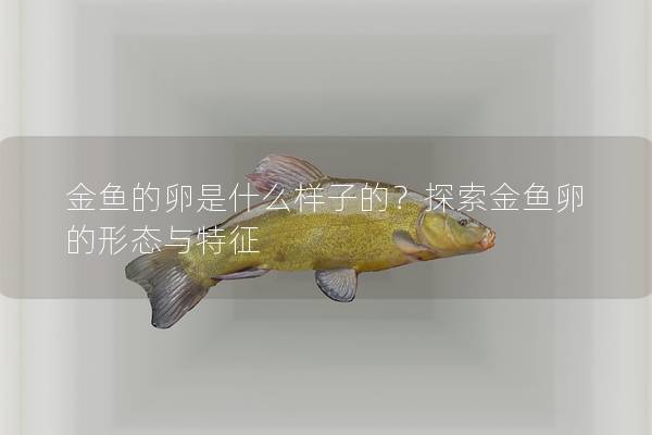 金鱼的卵是什么样子的？探索金鱼卵的形态与特征