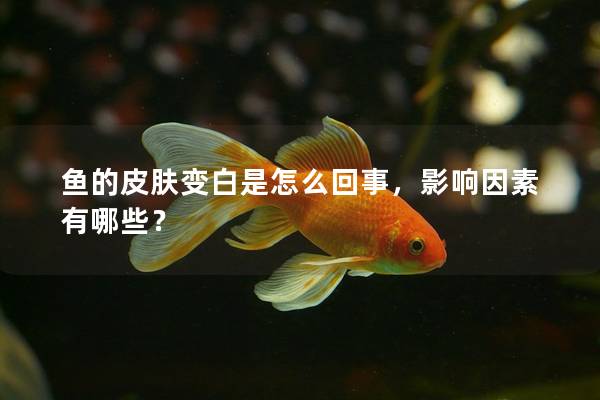 鱼的皮肤变白是怎么回事，影响因素有哪些？